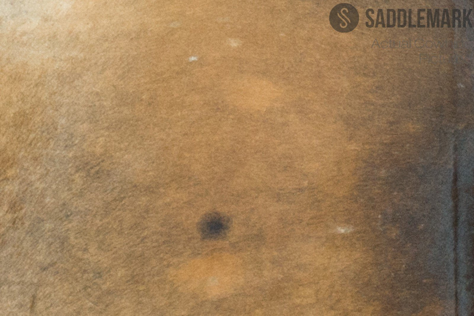 Palomino Brazilian Small Cowhide Rug 4'3" x 4'5" #2642 by Hudson Hides